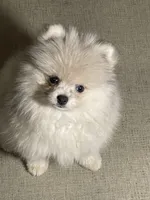 Herbie, a male Pomeranian for sale in Wauchula, FL – Photo 1 of 10