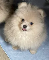 Herbie, a male Pomeranian for sale in Wauchula, FL – Photo 2 of 10