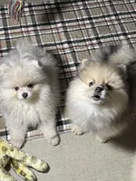 Herbie, a male Pomeranian for sale in Wauchula, FL – Photo 7 of 10