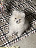 Herbie, a male Pomeranian for sale in Wauchula, FL – Photo 6 of 10