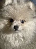 Herbie, a male Pomeranian for sale in Wauchula, FL – Photo 5 of 10