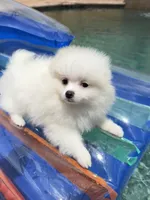 Snowy, a male Pomeranian for sale in Wauchula, FL – 7 of 10