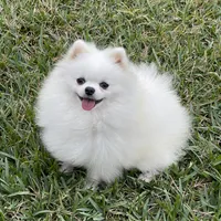 White/cream, a female Pomeranian for sale in Wauchula, FL – Photo 5 of 7