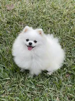 White/cream, a female Pomeranian for sale in Wauchula, FL – Photo 5 of 7