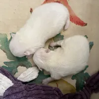 White/cream, a female Pomeranian for sale in Wauchula, FL – Photo 3 of 7