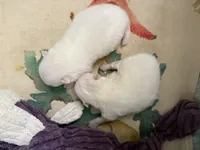 White/cream, a female Pomeranian for sale in Wauchula, FL – Photo 3 of 7