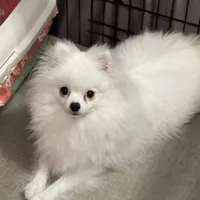 White/cream, a female Pomeranian for sale in Wauchula, FL – Photo 6 of 7