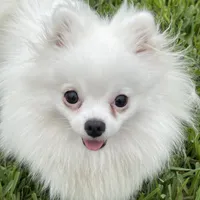White/cream, a female Pomeranian for sale in Wauchula, FL – Photo 7 of 7