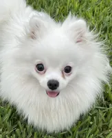 White/cream, a female Pomeranian for sale in Wauchula, FL – Photo 7 of 7