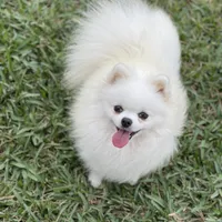 White/cream, a female Pomeranian for sale in Wauchula, FL – Photo 4 of 7