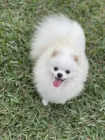 White/cream, a female Pomeranian for sale in Wauchula, FL – Photo 4 of 7