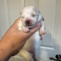 White/cream, a female Pomeranian for sale in Wauchula, FL – Photo 2 of 7