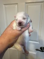 White/cream, a female Pomeranian for sale in Wauchula, FL – Photo 2 of 7