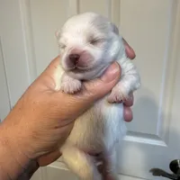 White/cream, a female Pomeranian for sale in Wauchula, FL – Photo 1 of 7