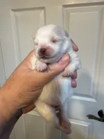 White/cream, a female Pomeranian for sale in Wauchula, FL – Photo 1 of 7