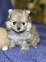 Molly, a female Pomeranian for sale in Wauchula, FL – Photo 3 of 9