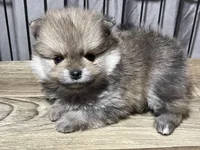 Molly, a female Pomeranian for sale in Wauchula, FL – Photo 5 of 9
