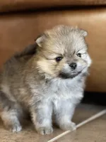 Molly, a female Pomeranian for sale in Wauchula, FL – Photo 2 of 9