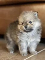 Molly, a female Pomeranian for sale in Wauchula, FL – Photo 7 of 9