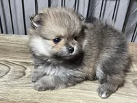 Molly, a female Pomeranian for sale in Wauchula, FL – Photo 4 of 9