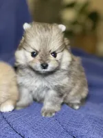 Molly, a female Pomeranian for sale in Wauchula, FL – Photo 8 of 9