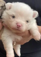 Tara, a female Pomeranian for sale in Wauchula, FL – Photo 2 of 10