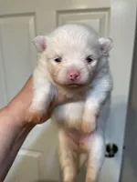 Tara, a female Pomeranian for sale in Wauchula, FL – Photo 7 of 10