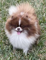 Tara, a female Pomeranian for sale in Wauchula, FL – Photo 10 of 10