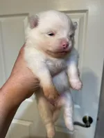 Tara, a female Pomeranian for sale in Wauchula, FL – Photo 8 of 10