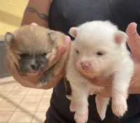 Tara, a female Pomeranian for sale in Wauchula, FL – Photo 3 of 10