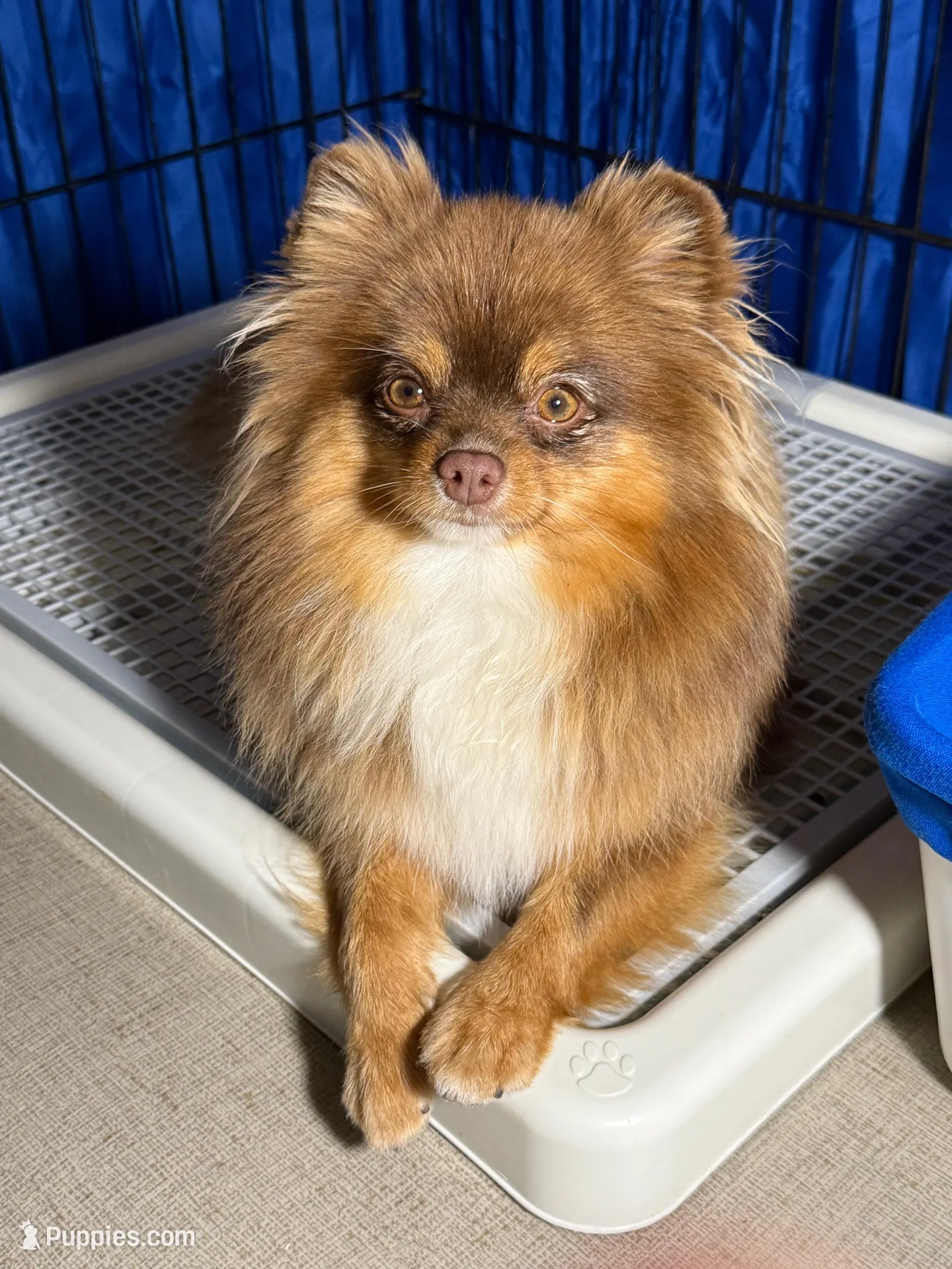 Bear, a male Pomeranian for sale in Wauchula, FL – Photo 9 of 10