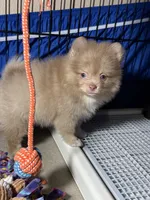Danny, a male Pomeranian for sale in Wauchula, FL – 9 of 10