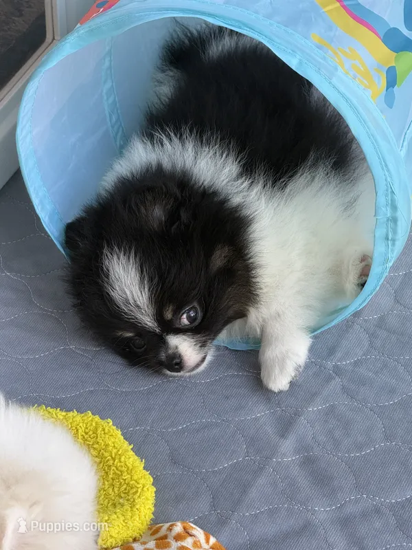 Archie  – Pomeranian puppy for sale in Wauchula, FL