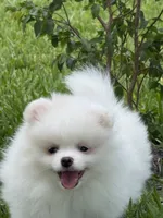 Snowy, a male Pomeranian for sale in Wauchula, FL – 3 of 10