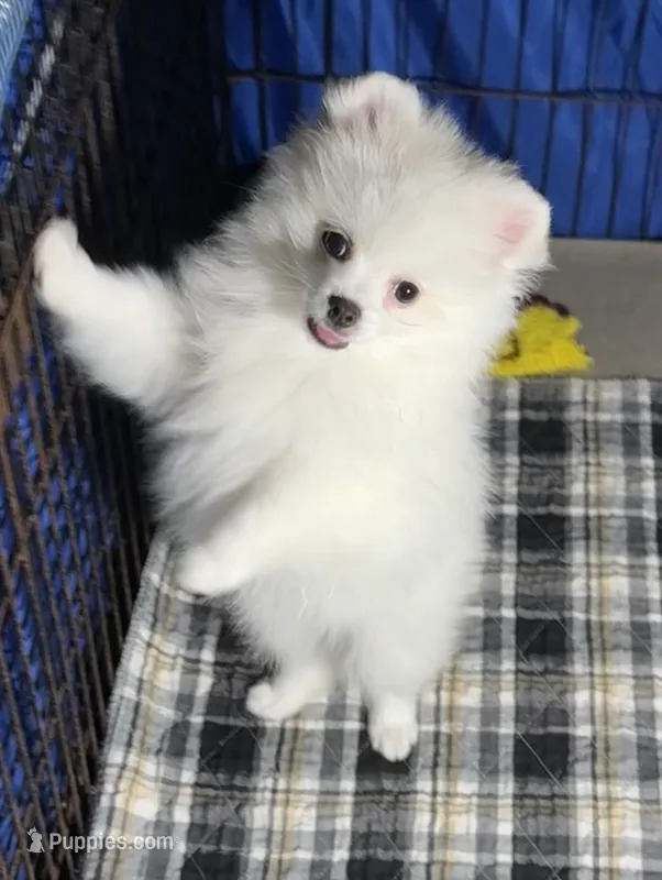 Casper  – Pomeranian puppy for sale in Wauchula, FL