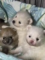 Willow, a female Pomeranian for sale in Wauchula, FL – Photo 3 of 10