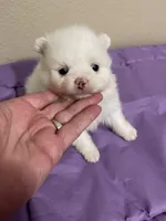 Willow, a female Pomeranian for sale in Wauchula, FL – Photo 7 of 10