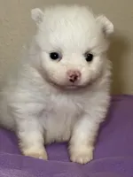 Willow, a female Pomeranian for sale in Wauchula, FL – Photo 1 of 10