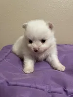 Willow, a female Pomeranian for sale in Wauchula, FL – Photo 10 of 10