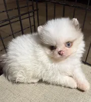 Bi colored eyes, a male Pomeranian for sale in Wauchula, FL – Photo 1 of 10