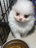 Bi colored eyes, a male Pomeranian for sale in Wauchula, FL – Photo 7 of 10