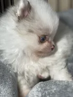 Bi colored eyes, a male Pomeranian for sale in Wauchula, FL – Photo 4 of 10