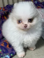 Bi colored eyes, a male Pomeranian for sale in Wauchula, FL – Photo 9 of 10