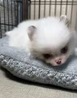 Bi colored eyes, a male Pomeranian for sale in Wauchula, FL – Photo 2 of 10