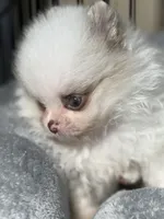 Bi colored eyes, a male Pomeranian for sale in Wauchula, FL – Photo 5 of 10