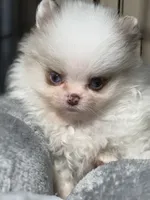 Bi colored eyes, a male Pomeranian for sale in Wauchula, FL – Photo 3 of 10