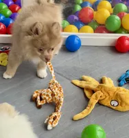 Westley (Rare merle color), a male Pomeranian for sale in Wauchula, FL – 8 of 10