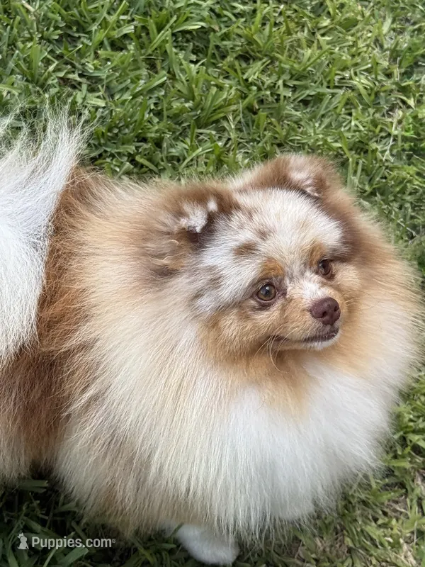 Ritzy  – Pomeranian puppy for sale in Wauchula, FL