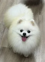 Duke, a male Pomeranian for sale in Wauchula, FL – 4 of 8