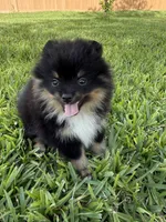 Blk/tan , a female Pomeranian for sale in Wauchula, FL – 7 of 10